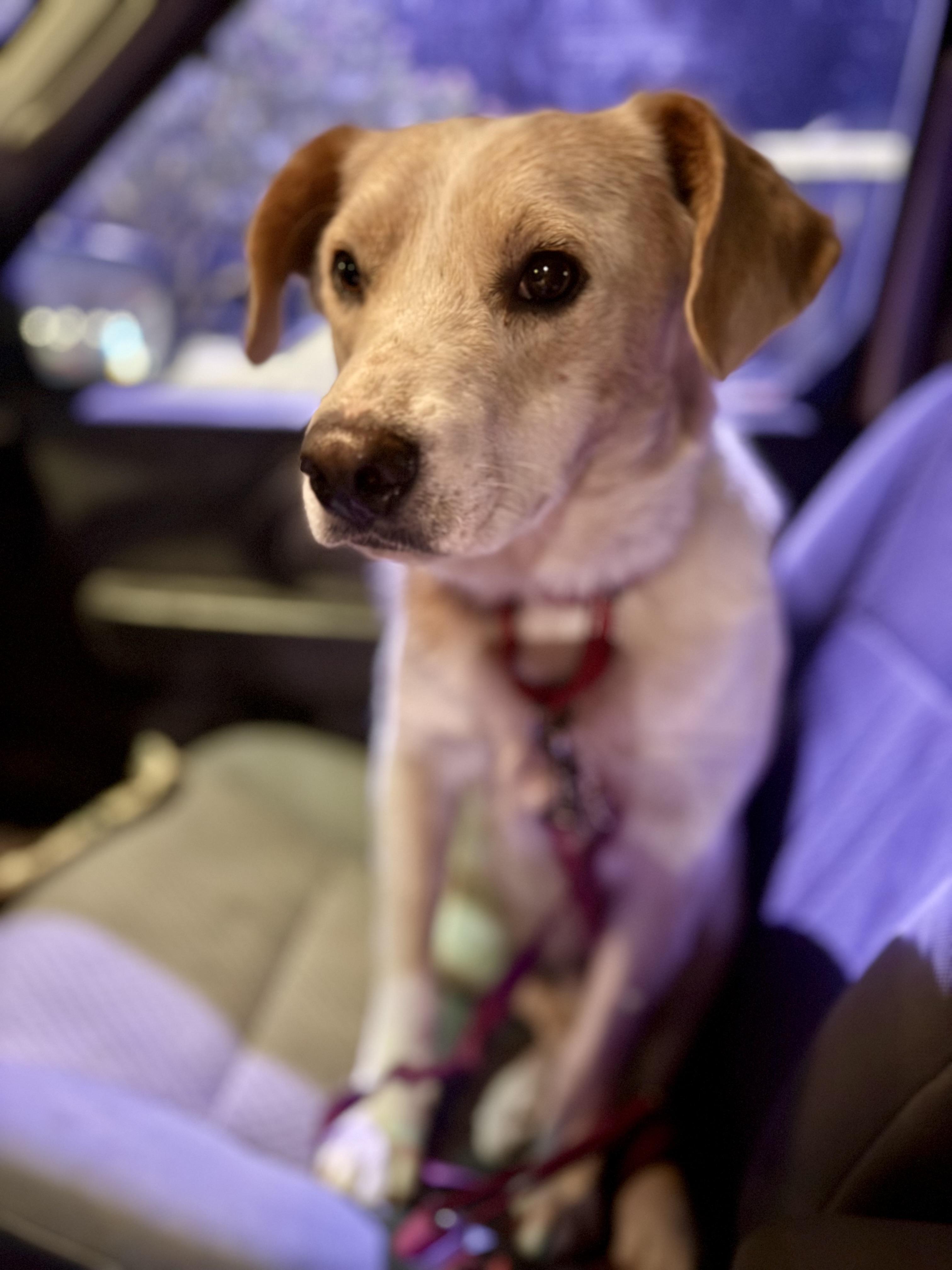 Sunny 🌞, Adoptable, Adult Male Labrador Retriever & Australian Shepherd.