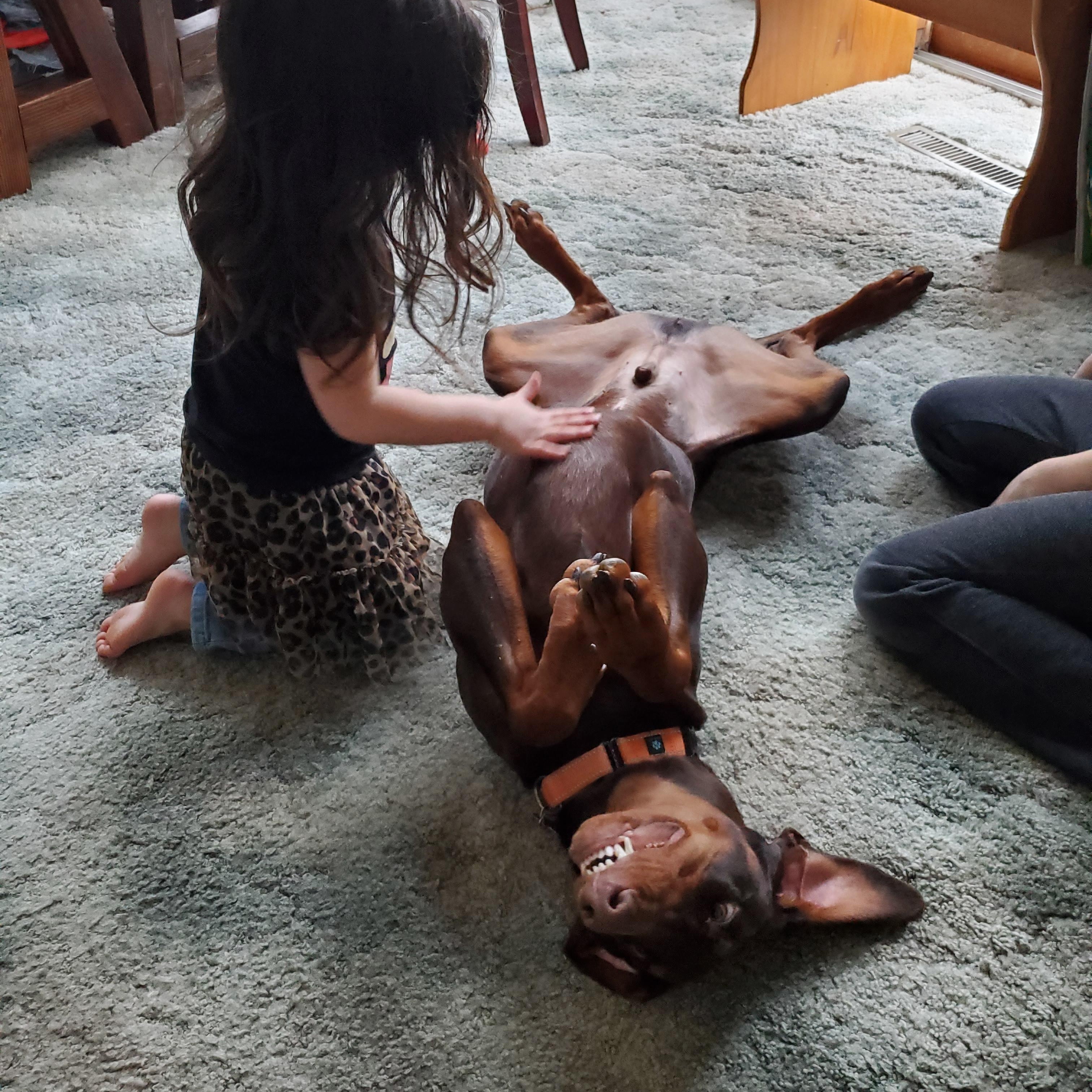 Enlarge Redmond, an adoptable Doberman Pinscher in Fleetwood, PA image 2/5