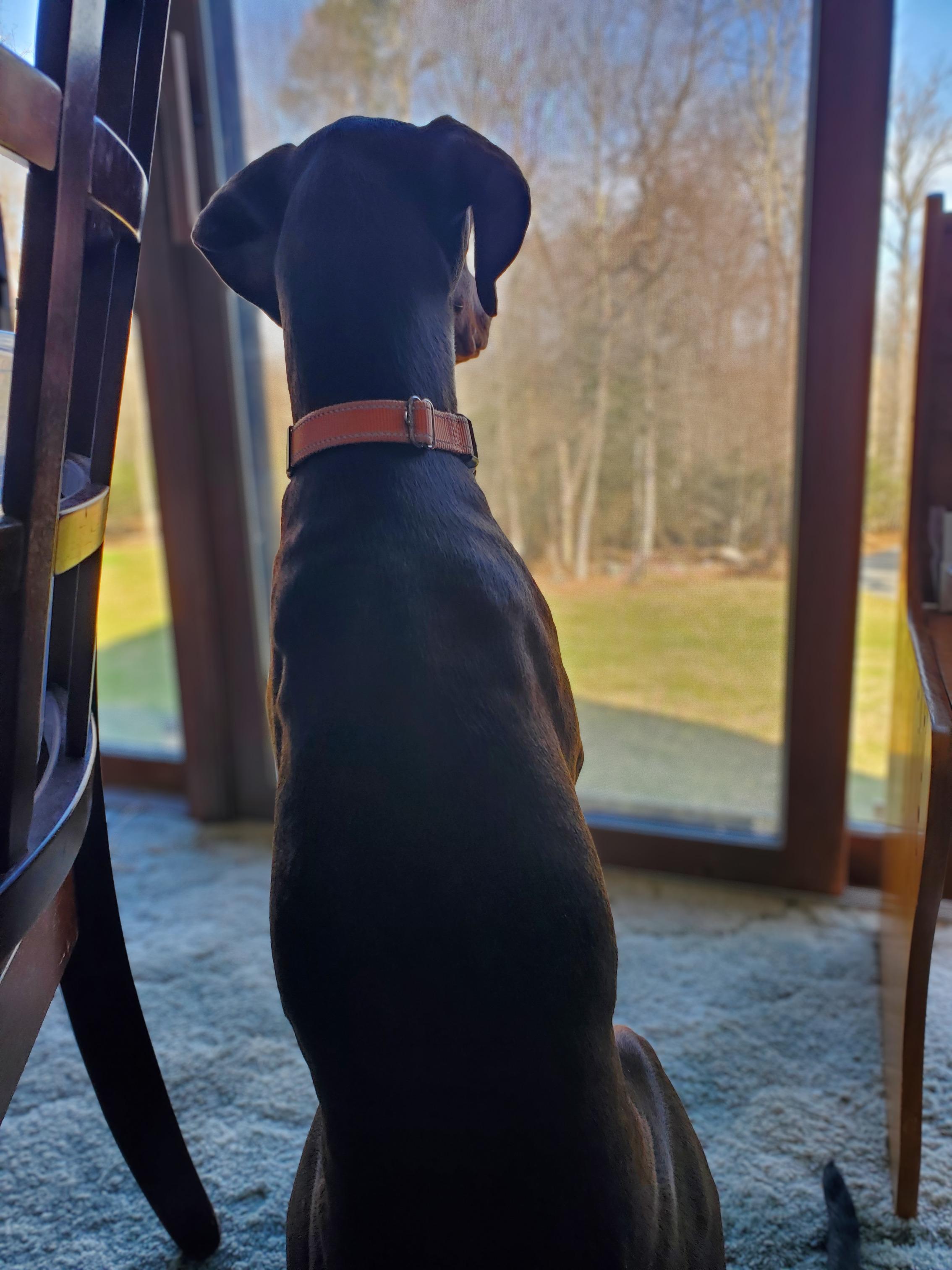 Enlarge Redmond, an adoptable Doberman Pinscher in Fleetwood, PA image 4/5