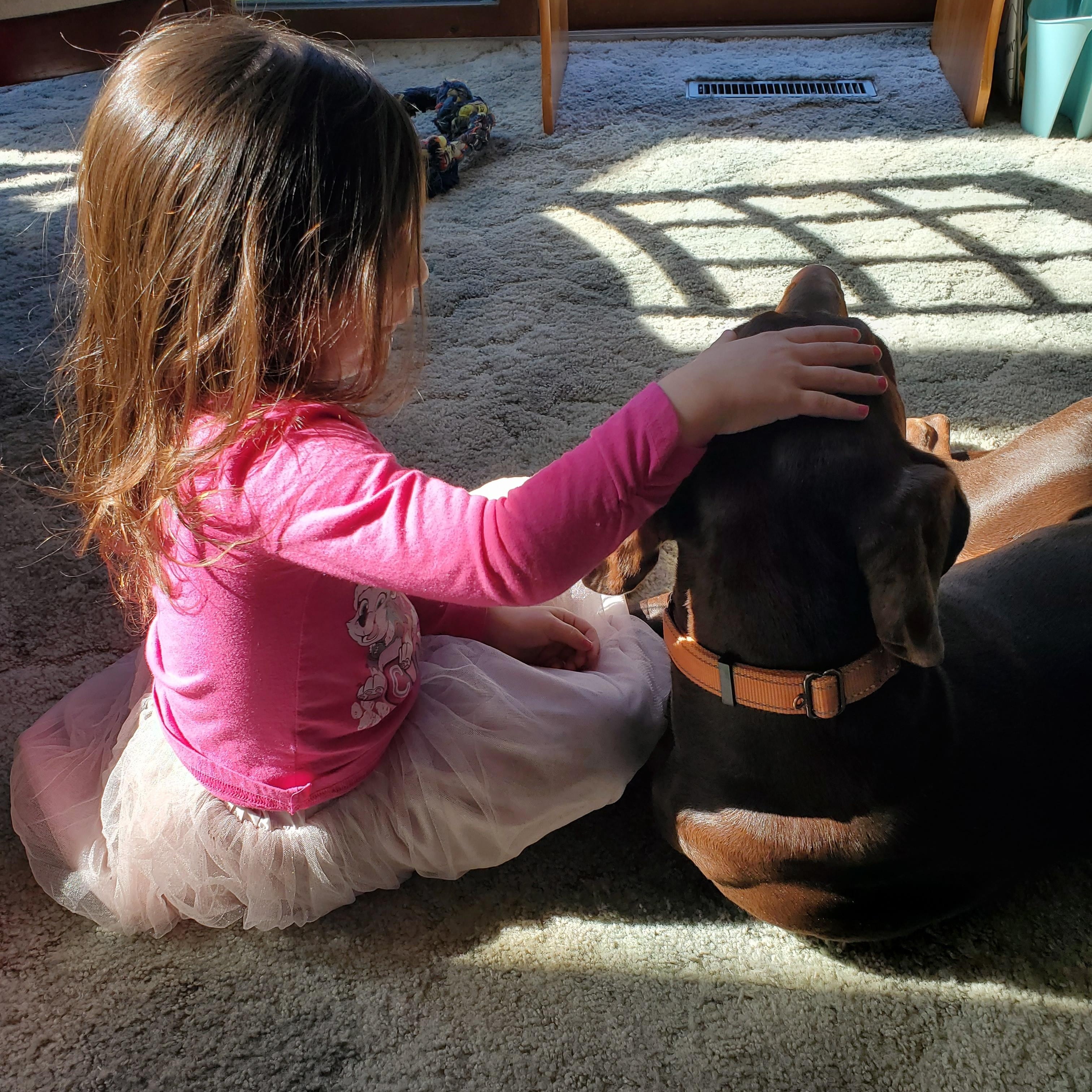 Enlarge Redmond, an adoptable Doberman Pinscher in Fleetwood, PA image 5/5