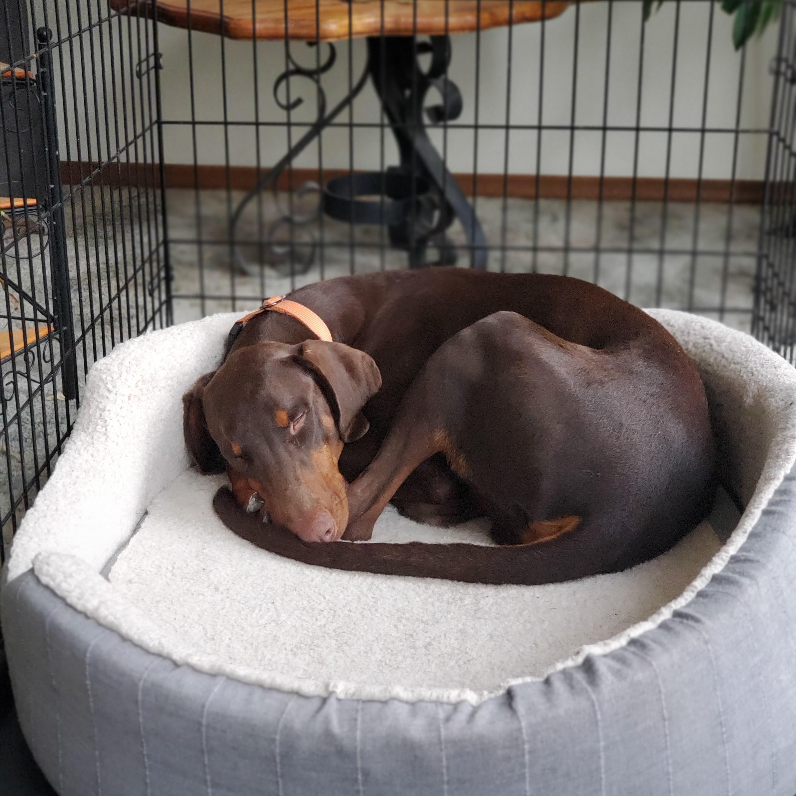 Enlarge Redmond, an adoptable Doberman Pinscher in Fleetwood, PA image 3/5