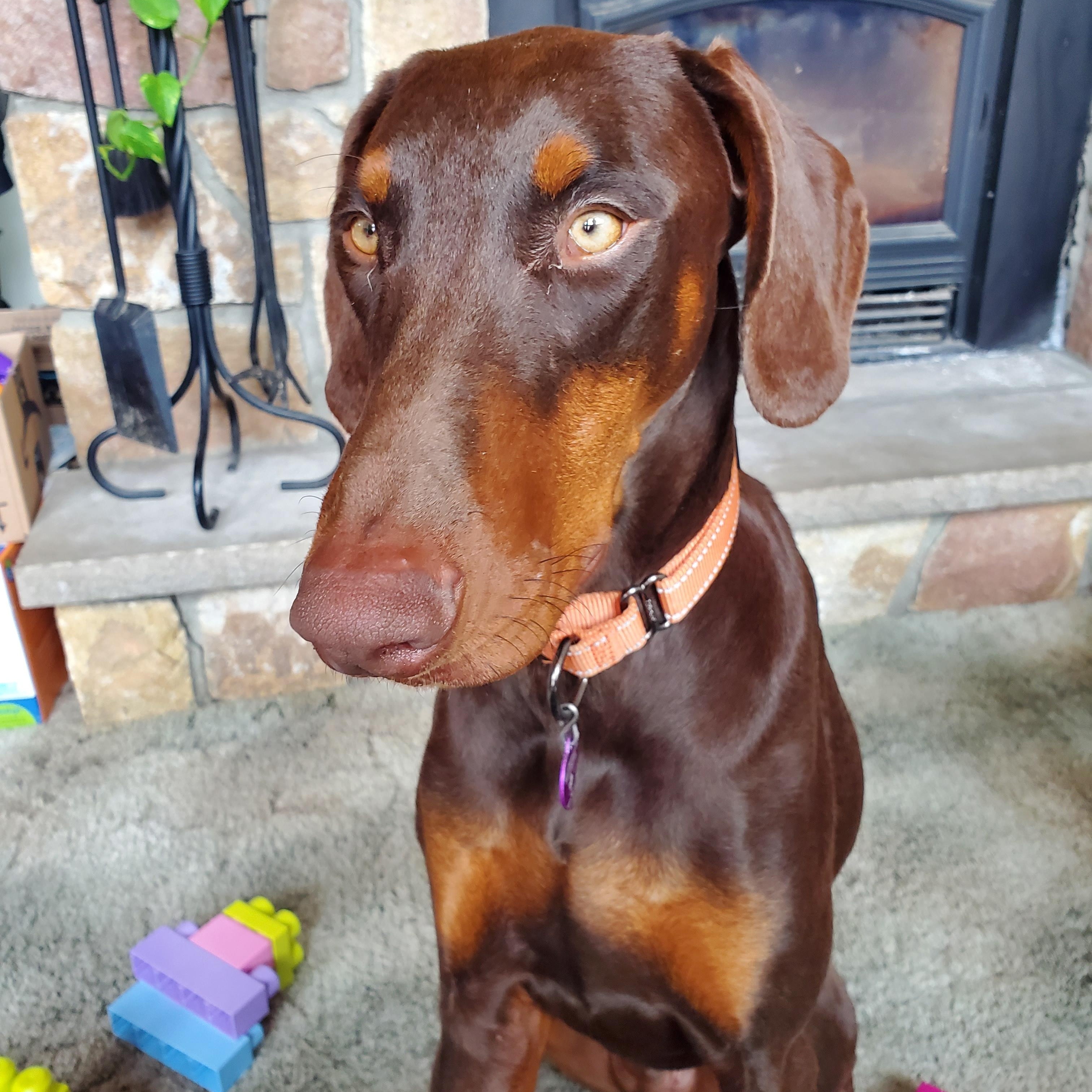 Enlarge Redmond, an adoptable Doberman Pinscher in Fleetwood, PA image 1/5