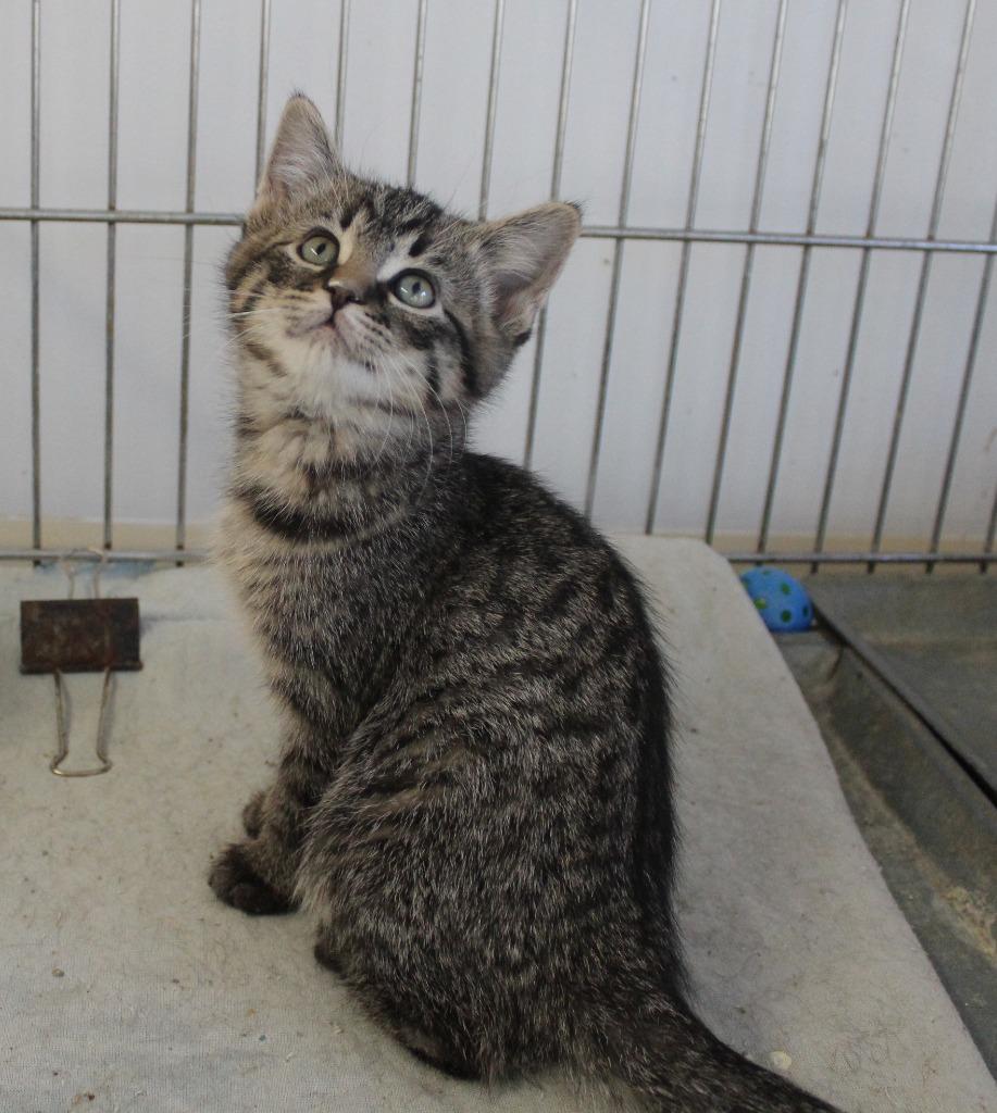 Zig, Adopted, Kitten Female Domestic Short Hair.