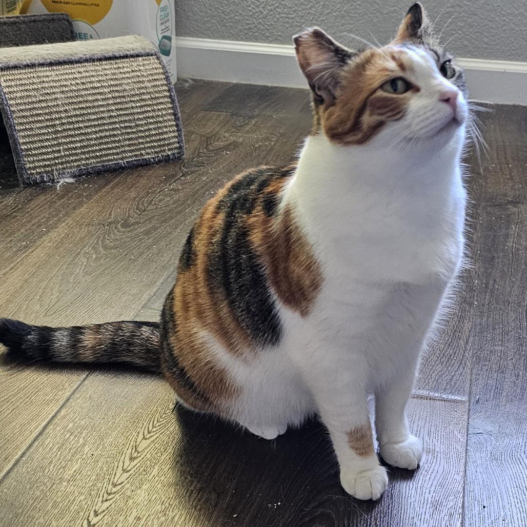 Mamacita, Adoptable, Adult Female Domestic Short Hair.