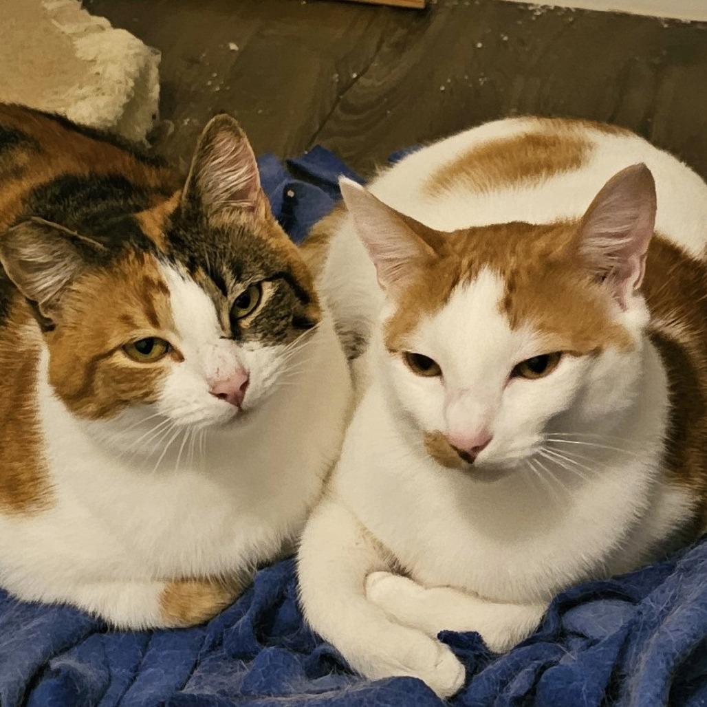 Mamacita, a Adoptable Domestic Short Hair in Springfield, OR image 2/6