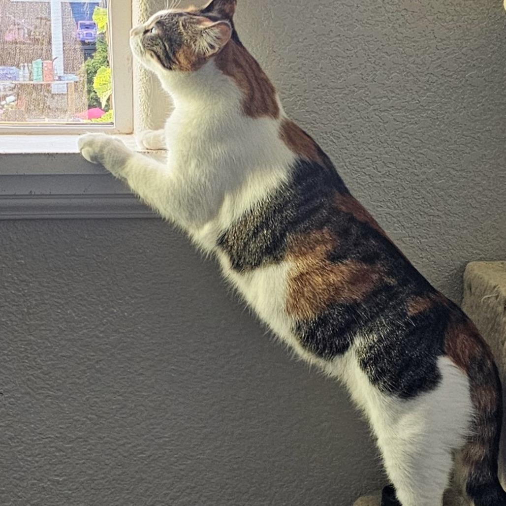 Mamacita, a Adoptable Domestic Short Hair in Springfield, OR image 3/6