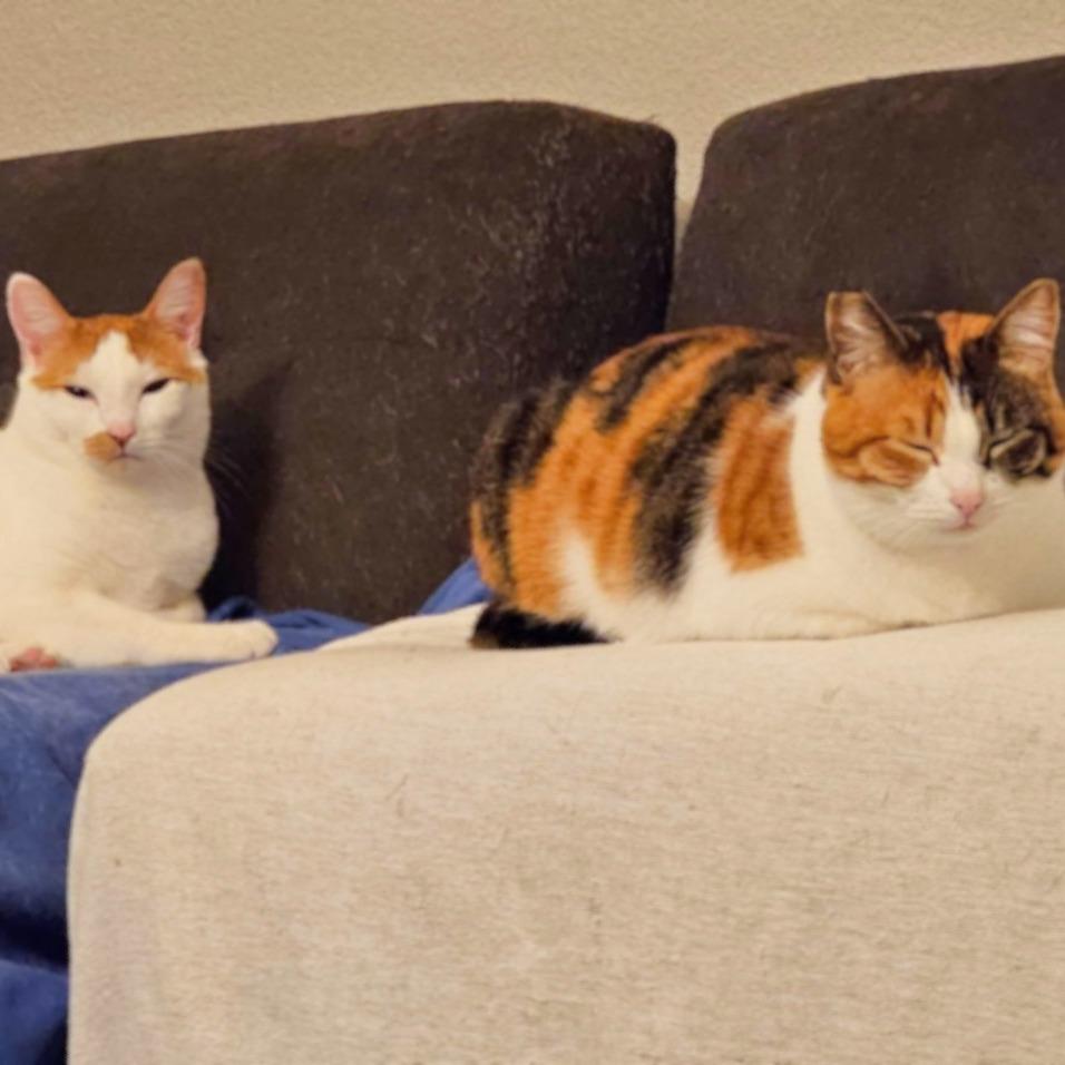 Mamacita, a Adoptable Domestic Short Hair in Springfield, OR image 4/6