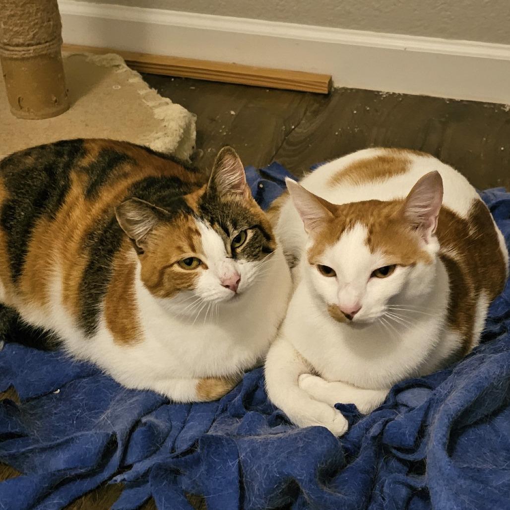 Mamacita, a Adoptable Domestic Short Hair in Springfield, OR image 5/6