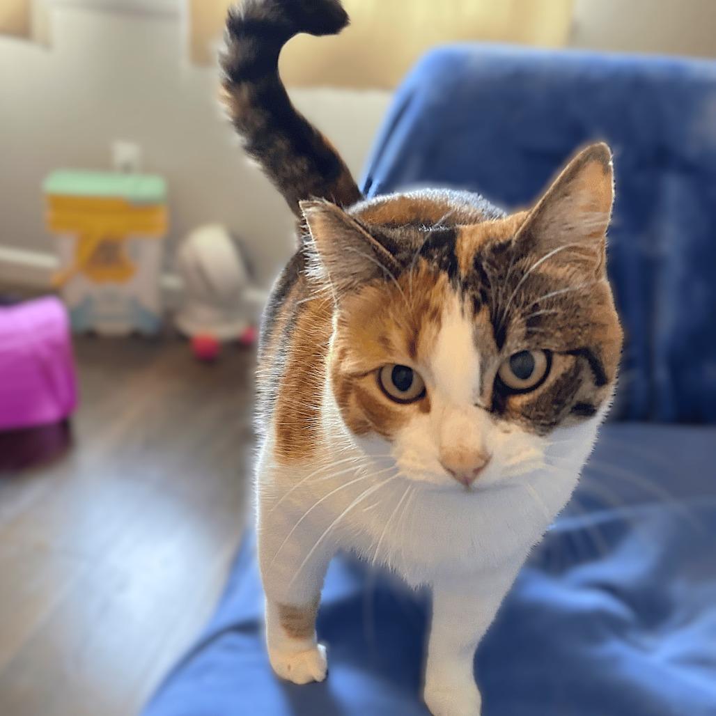 Mamacita, a Adoptable Domestic Short Hair in Springfield, OR image 6/6