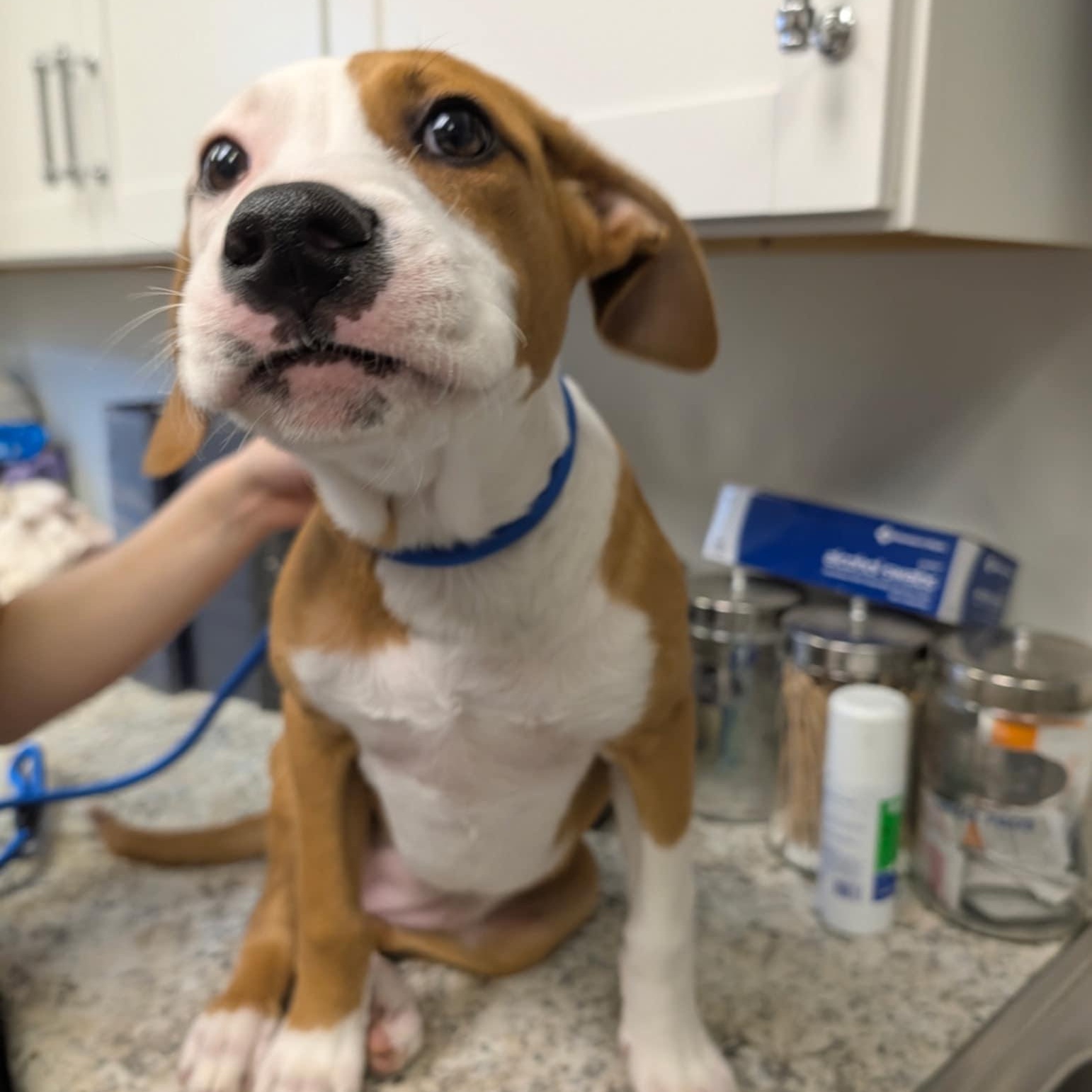 Bailey, an adopted Shepherd in Orange, VA image 2/5