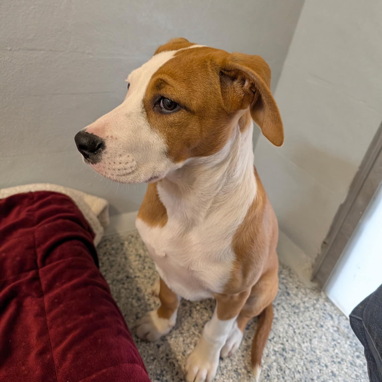 Bailey, an adopted Shepherd in Orange, VA image 5/5