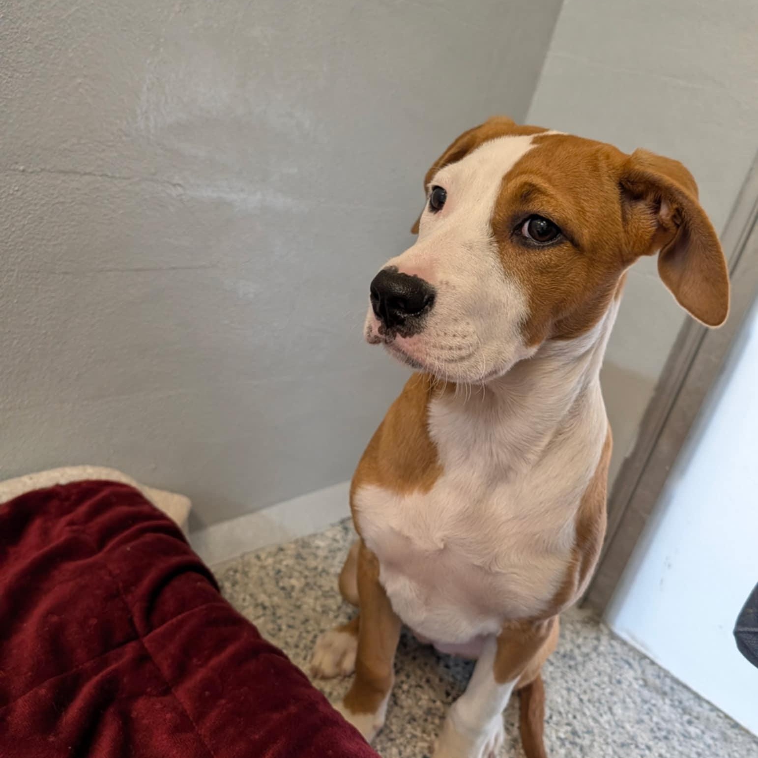 Bailey, an adopted Shepherd in Orange, VA image 4/5