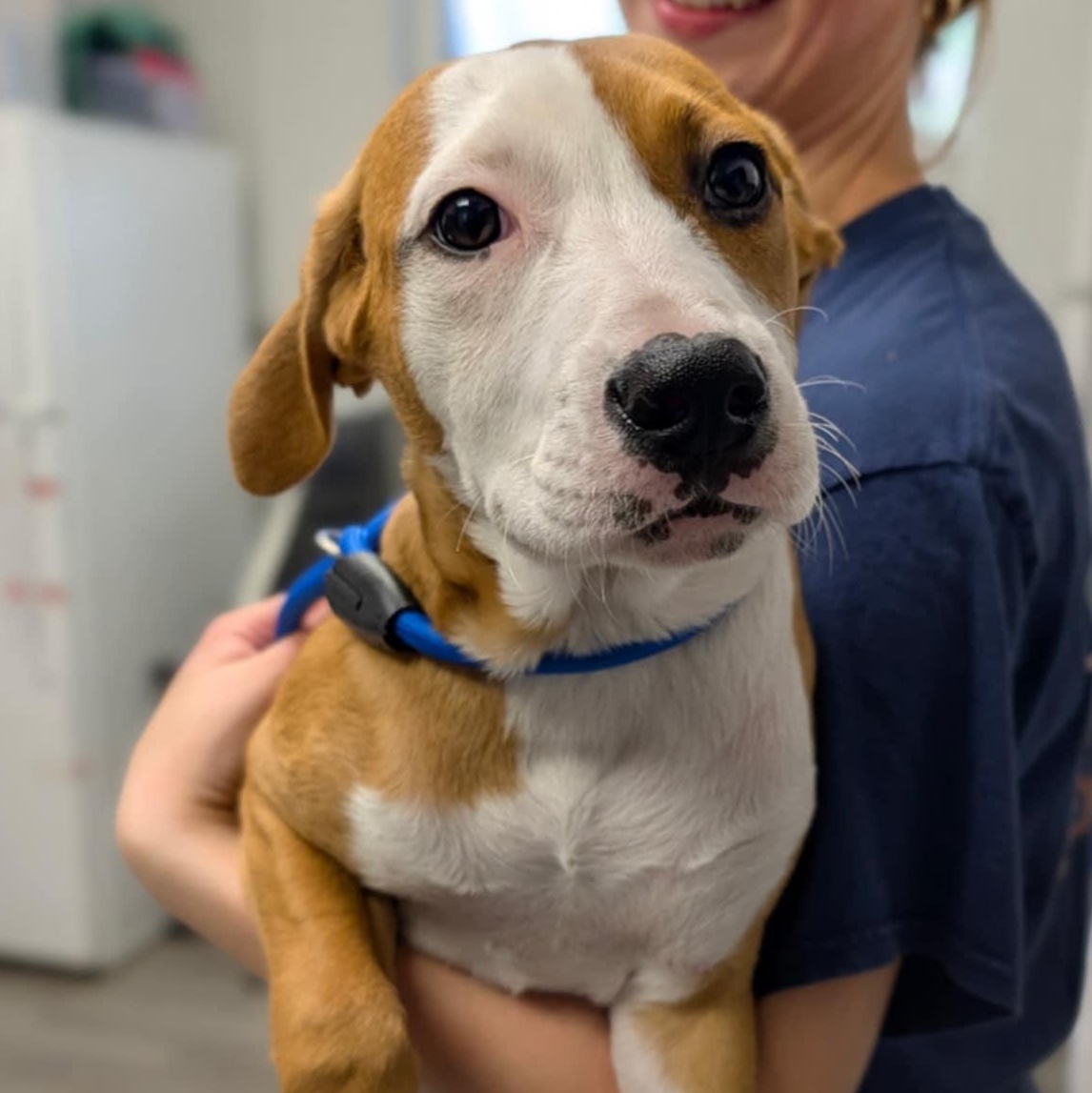 Bailey, an adopted Shepherd in Orange, VA image 3/5