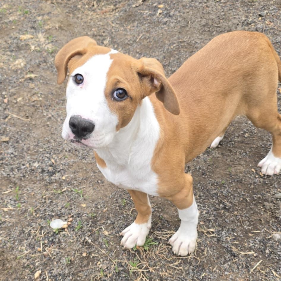 Bailey, adopted, Young Female Shepherd.