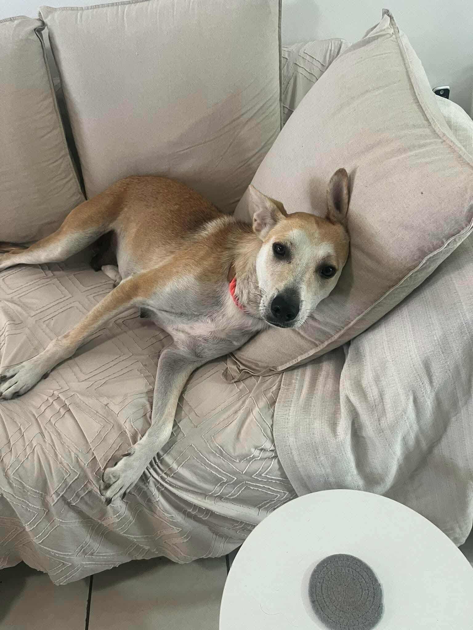 Enlarge Corina, a Adoptable Mixed Breed in Puyallup, WA image 2/6