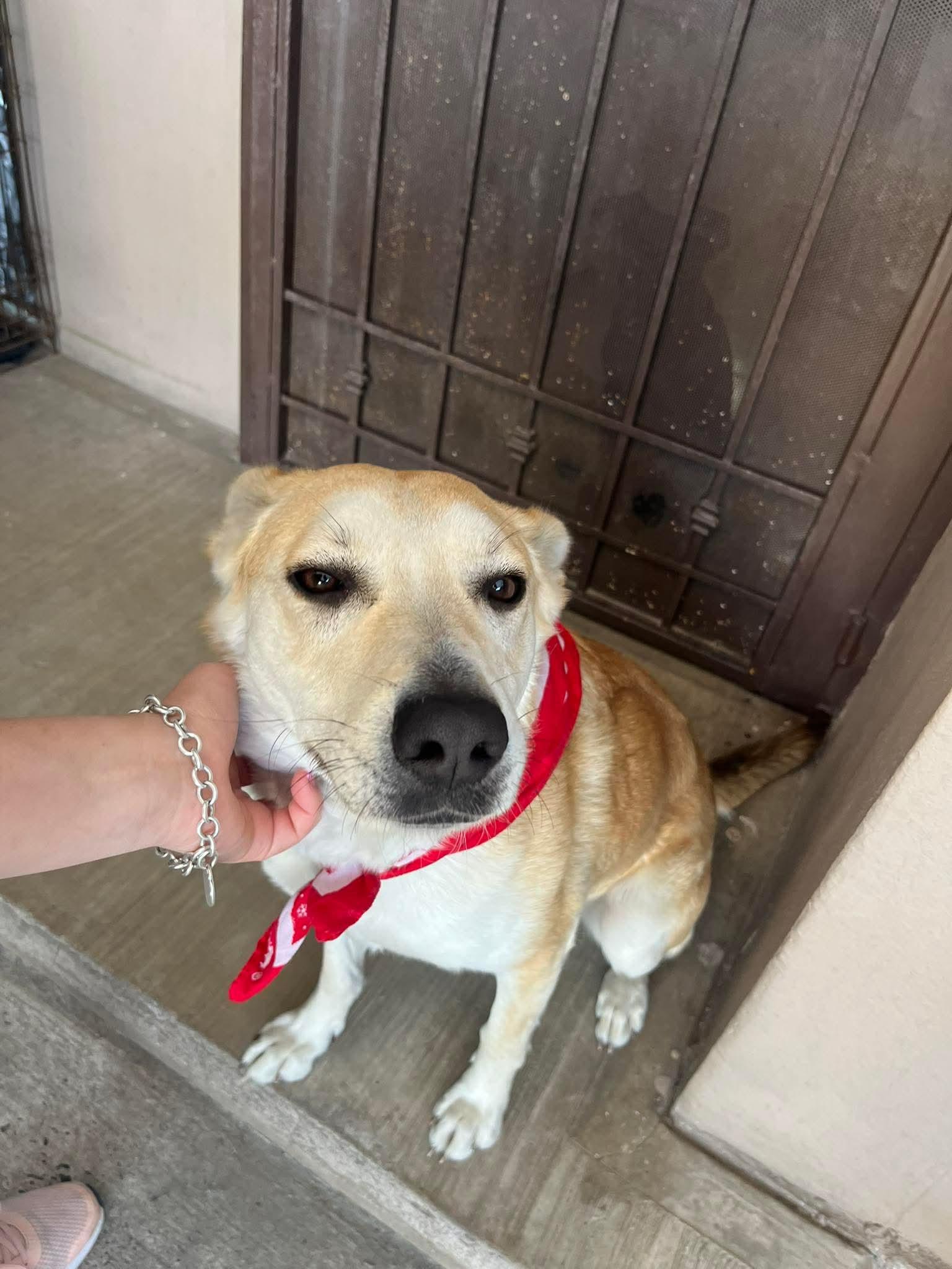 Enlarge Corina, a Adoptable Mixed Breed in Puyallup, WA image 1/6