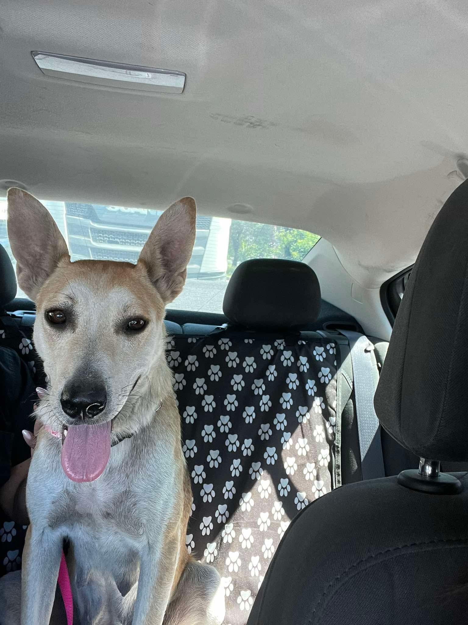 Enlarge Corina, a Adoptable Mixed Breed in Puyallup, WA image 4/6