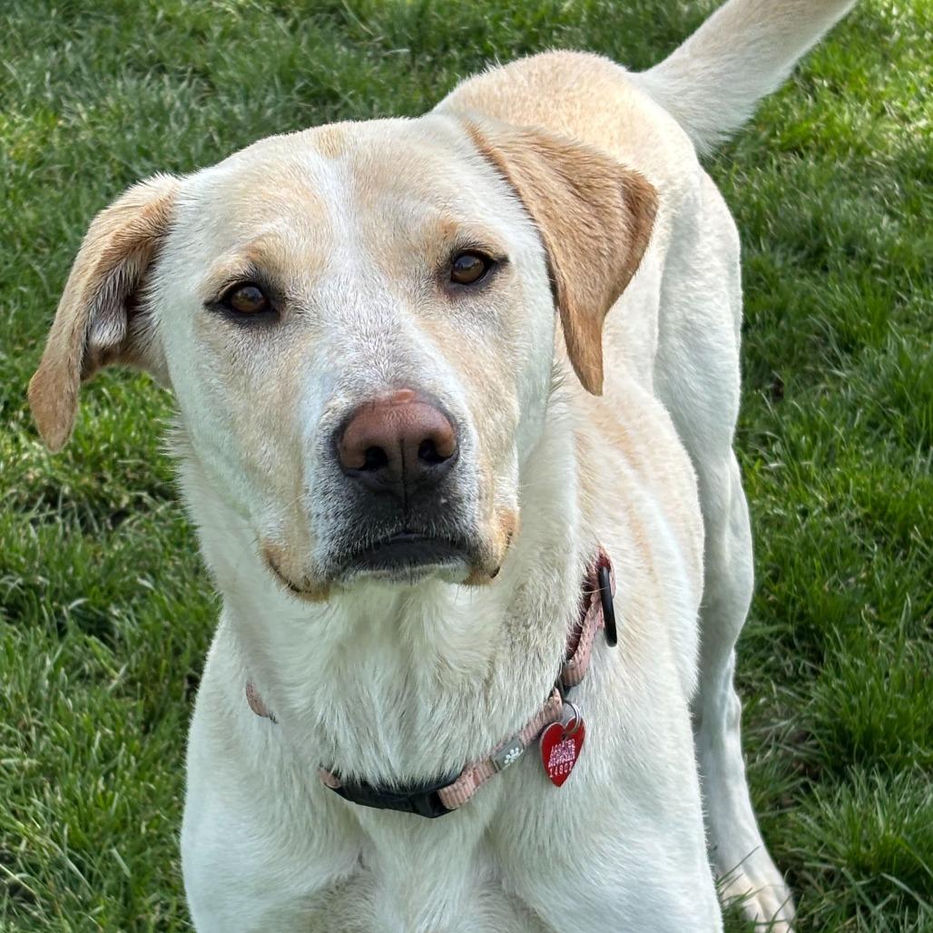 Juno, a Adoptable Mixed Breed in Medford, OR image 1/2
