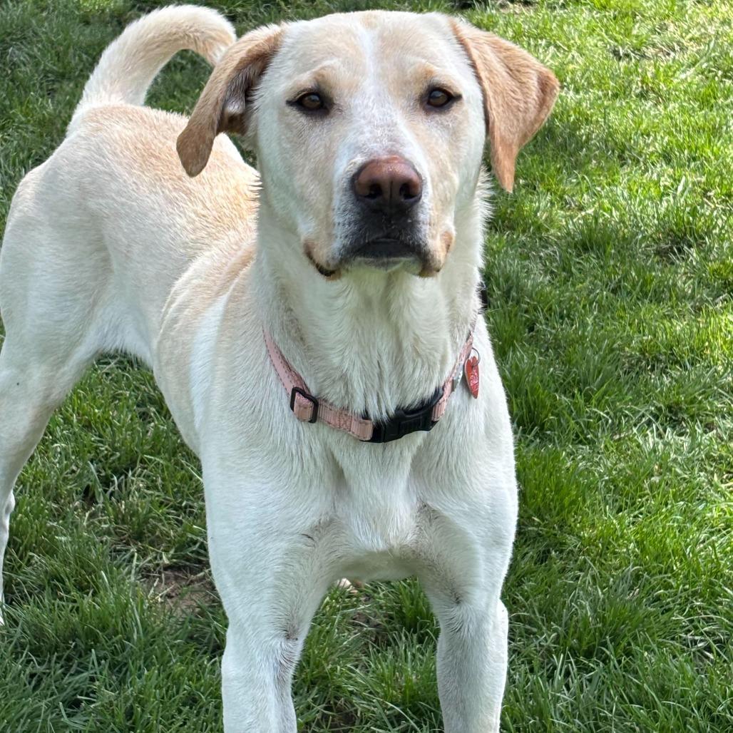 Juno, a Adoptable Mixed Breed in Medford, OR image 2/2