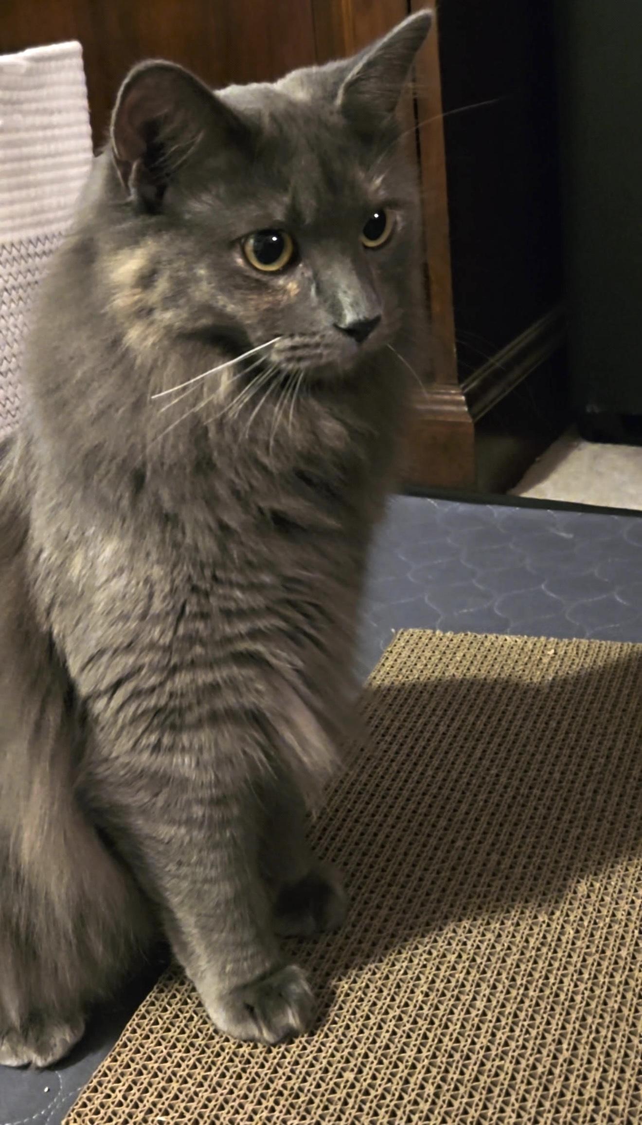 Enlarge Tina Turner, a Adoptable Domestic Long Hair in Trophy Club, TX image 2/6