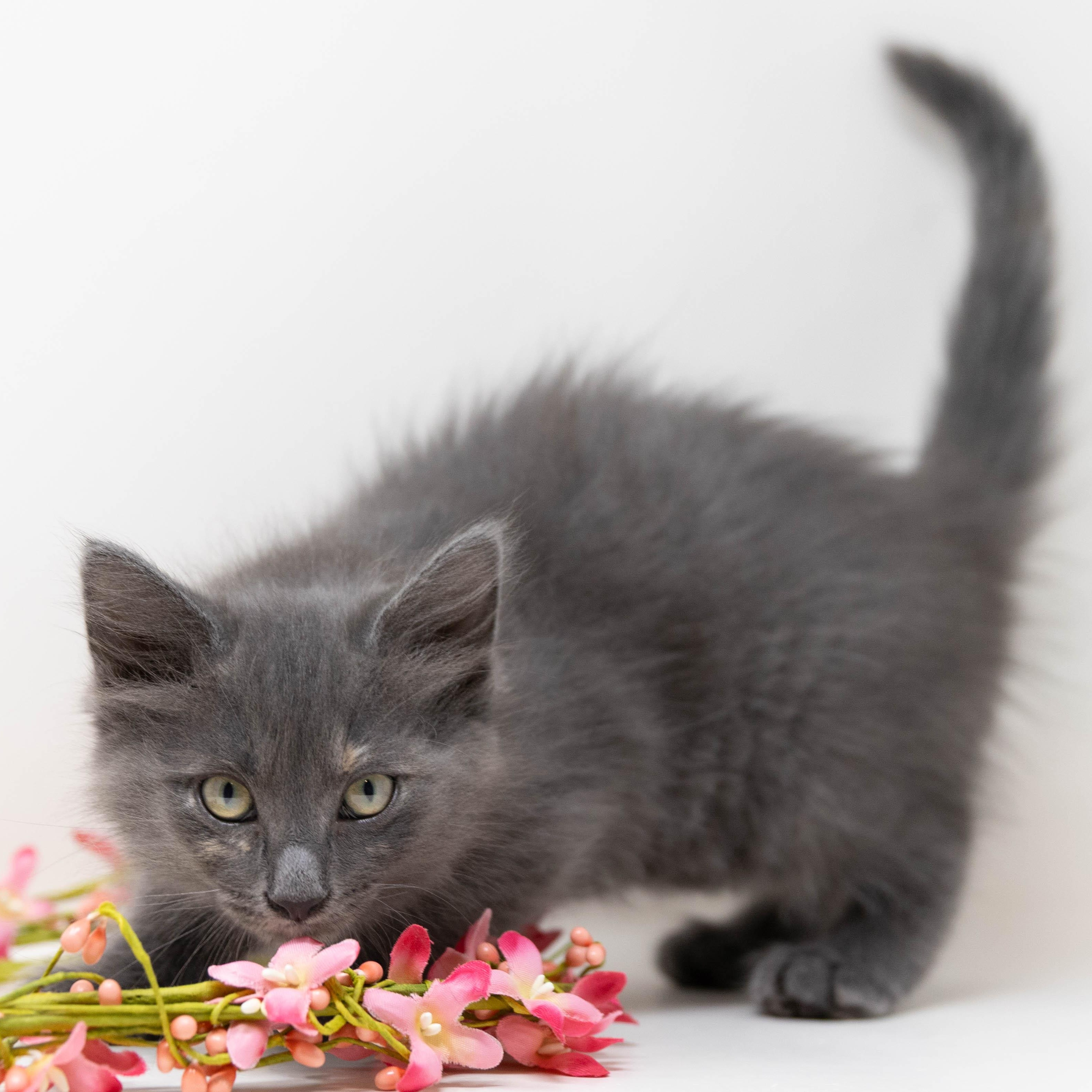 Tina Turner, a Adoptable Domestic Long Hair in Trophy Club, TX image 5/6