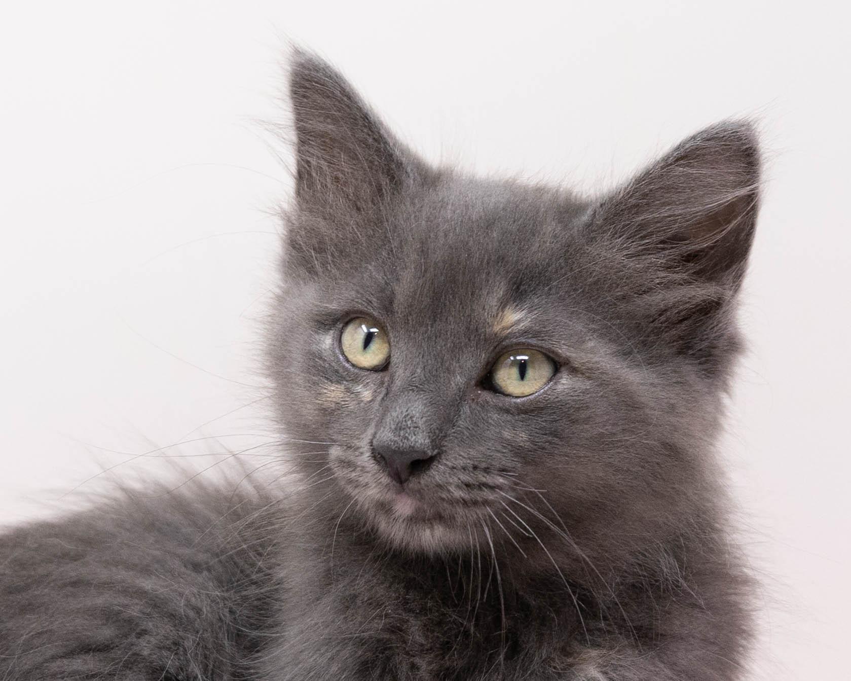 Tina Turner, a Adoptable Domestic Long Hair in Trophy Club, TX image 6/6