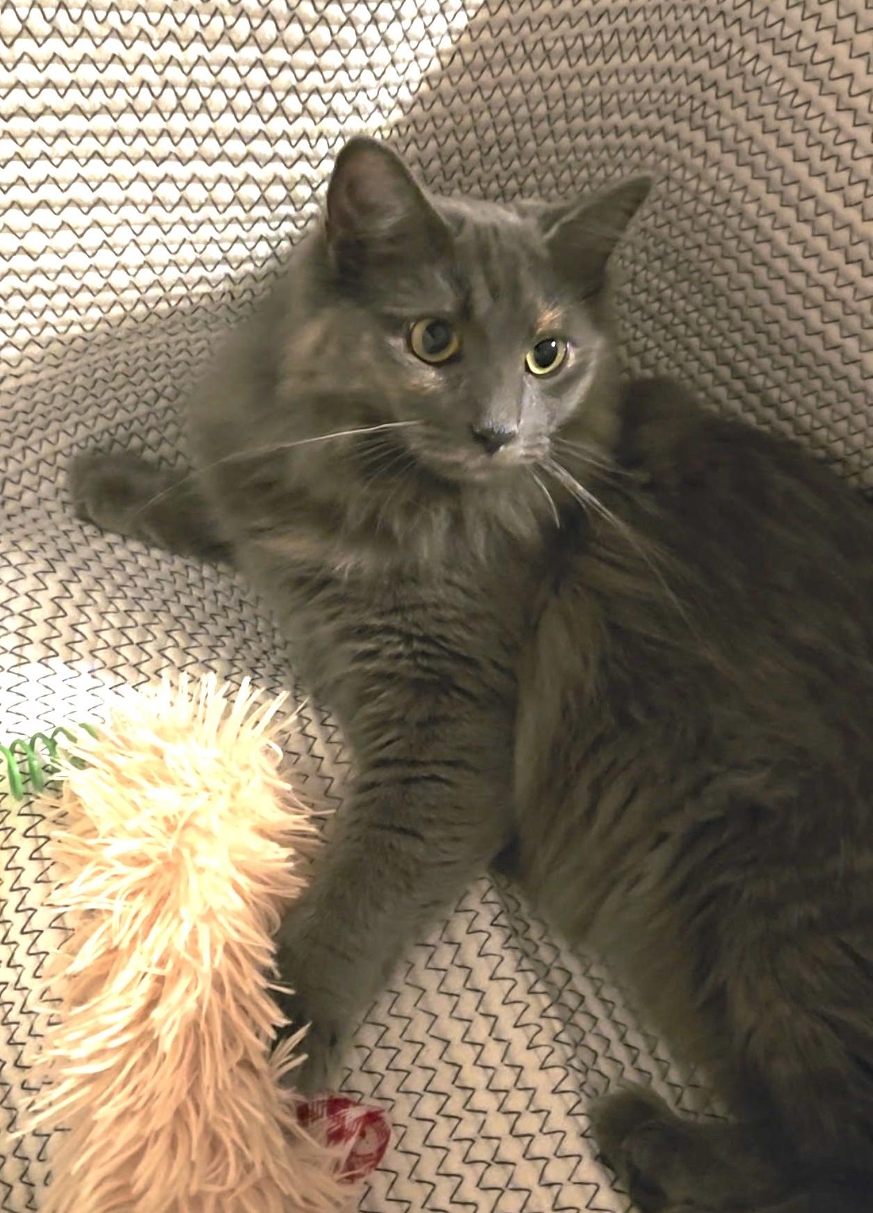Tina Turner, Adoptable, Young Female Domestic Long Hair.