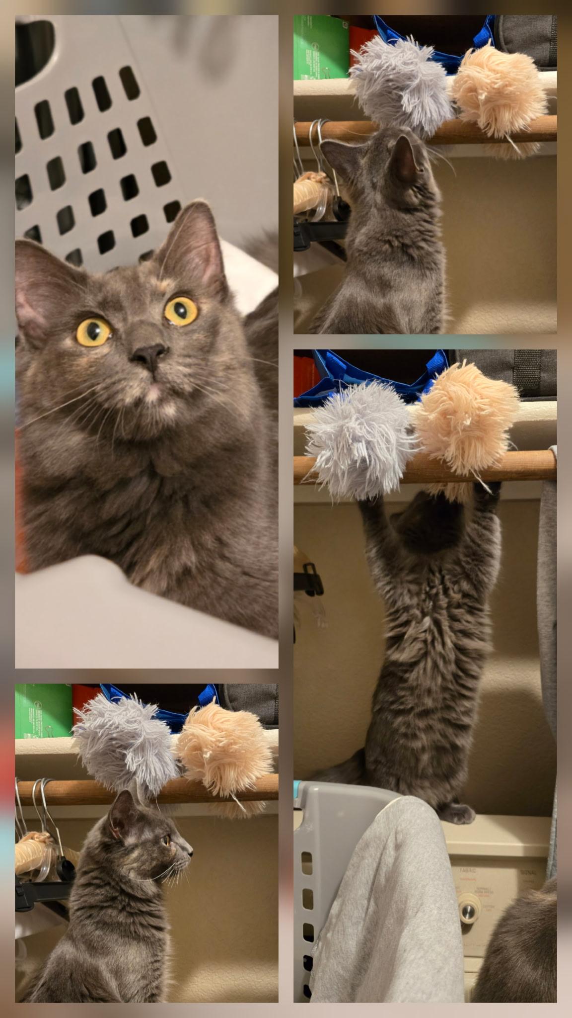 Tina Turner, a Adoptable Domestic Long Hair in Trophy Club, TX image 3/6