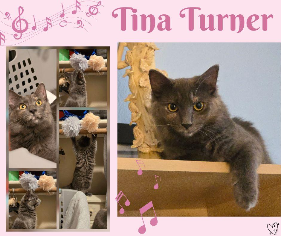 Tina Turner, a Adoptable Domestic Long Hair in Trophy Club, TX image 1/6