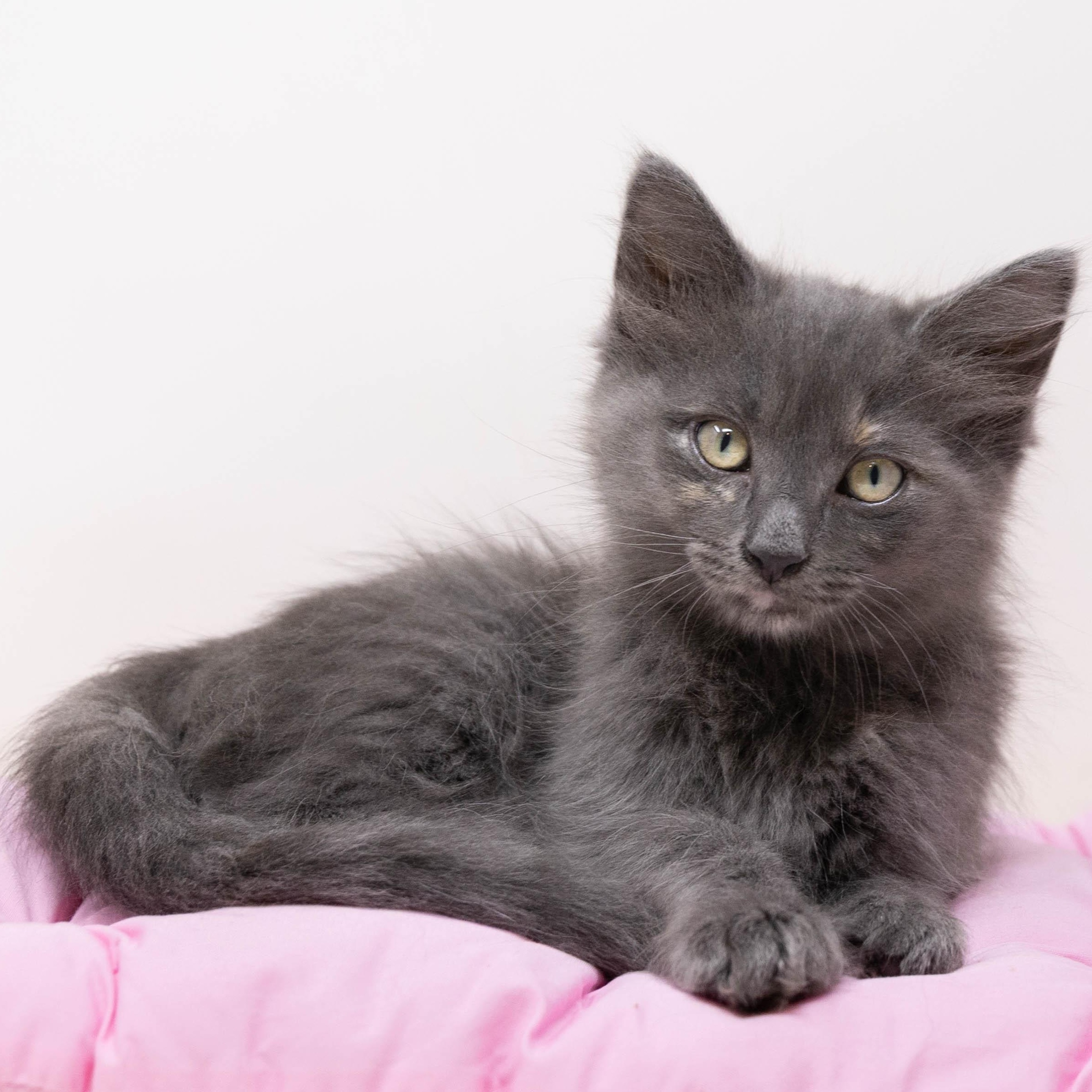 Tina Turner, a Adoptable Domestic Long Hair in Trophy Club, TX image 4/6