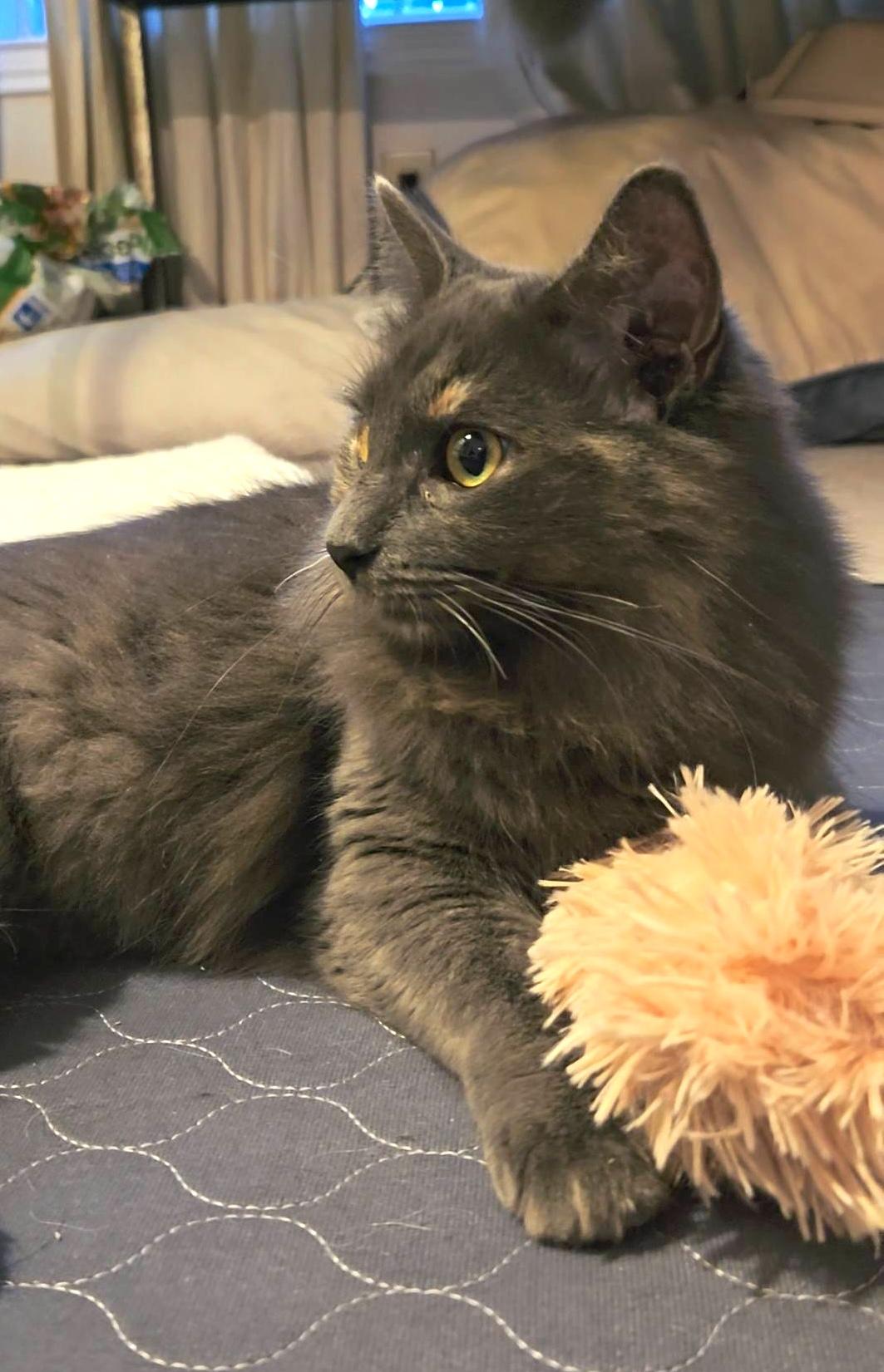 Enlarge Tina Turner, a Adoptable Domestic Long Hair in Trophy Club, TX image 3/6