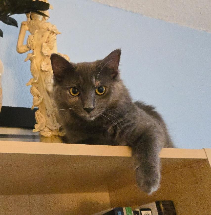 Tina Turner, a Adoptable Domestic Long Hair in Trophy Club, TX image 2/6