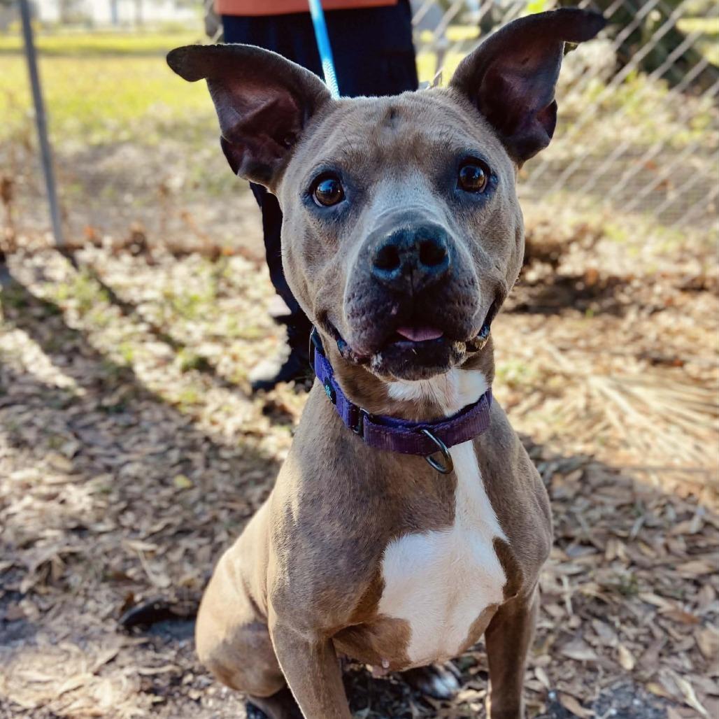 Millie — thumbnail 2