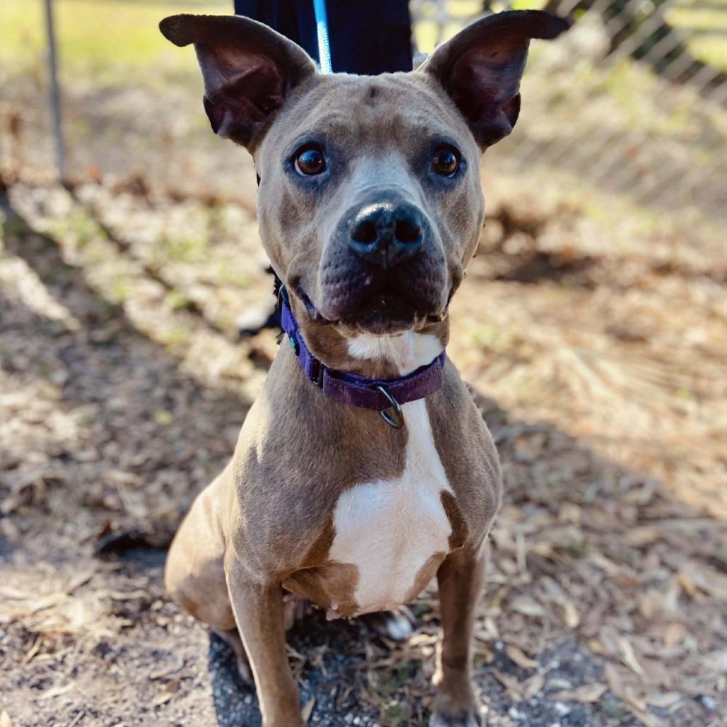 Millie — thumbnail 3