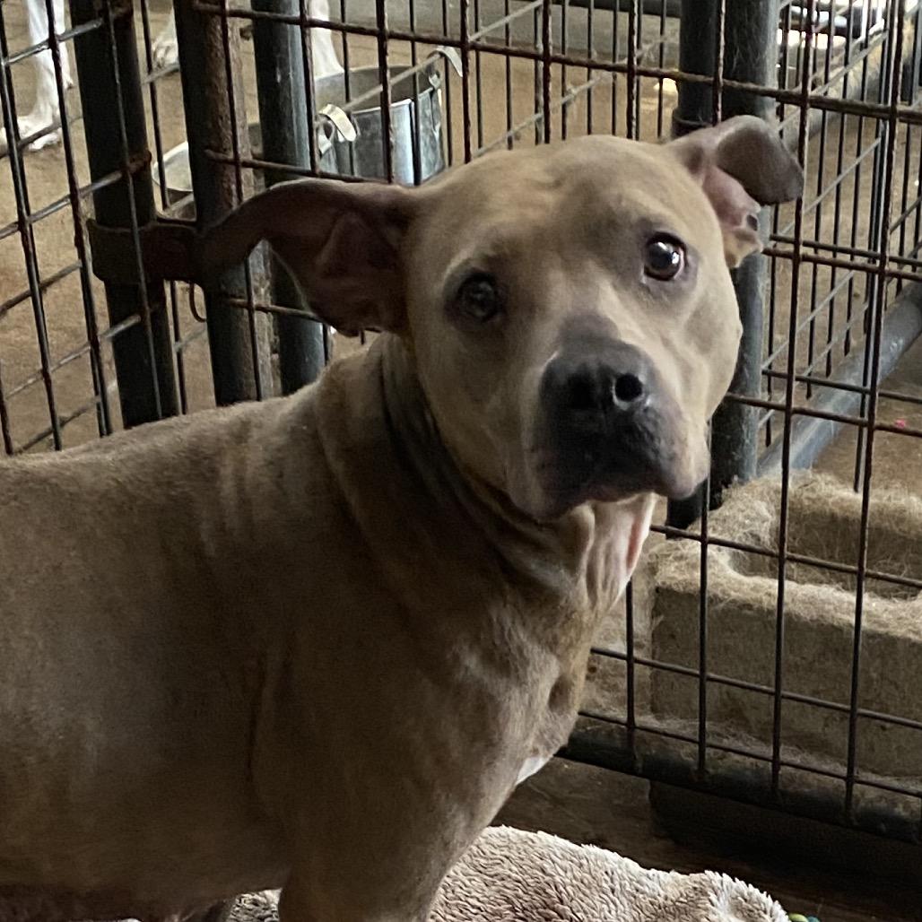 Millie — thumbnail 4