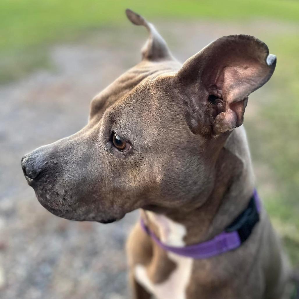 Millie — thumbnail 5