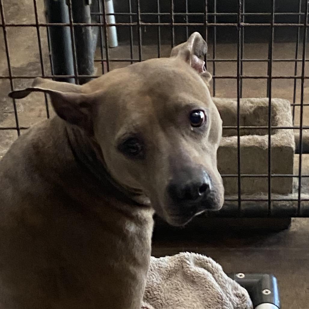 Millie — thumbnail 6