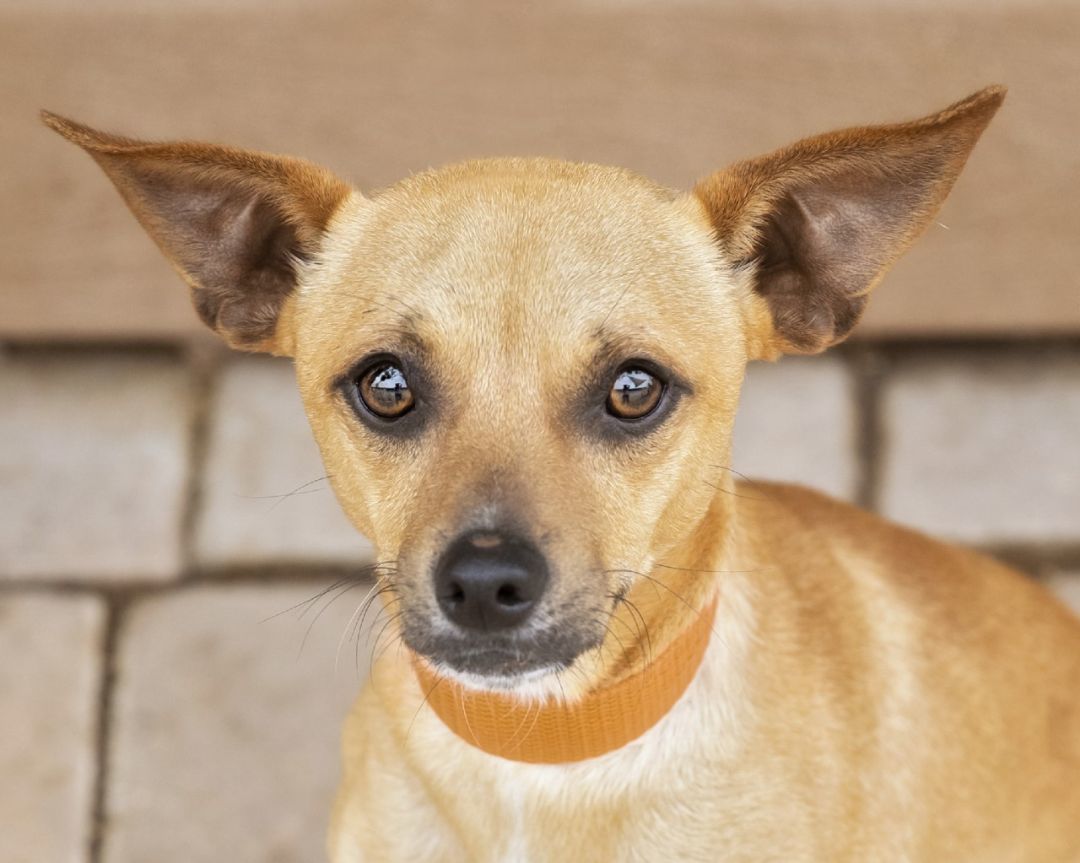 Carlito, Adoptable, Adult Male Chihuahua.