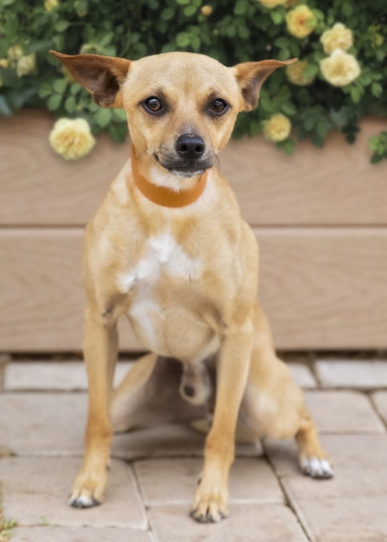 Enlarge Carlito, a Adoptable mixed breed in El Cajon, CA image 2/2