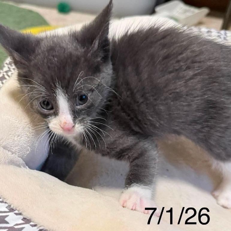Zane C12235, Adoptable, Kitten Male Domestic Short Hair.