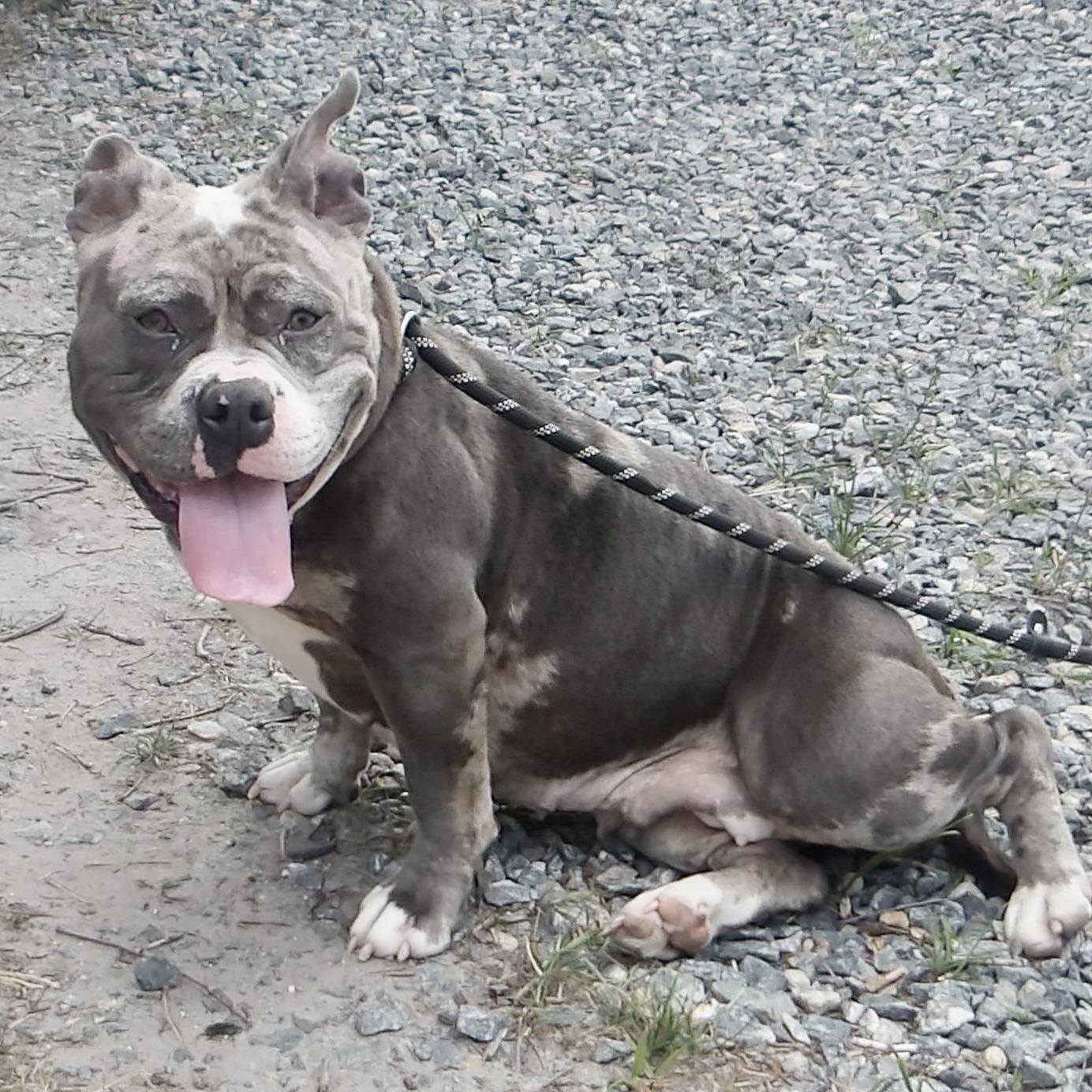 Bluey, ADOPTABLE, Young Female Pit Bull Terrier.