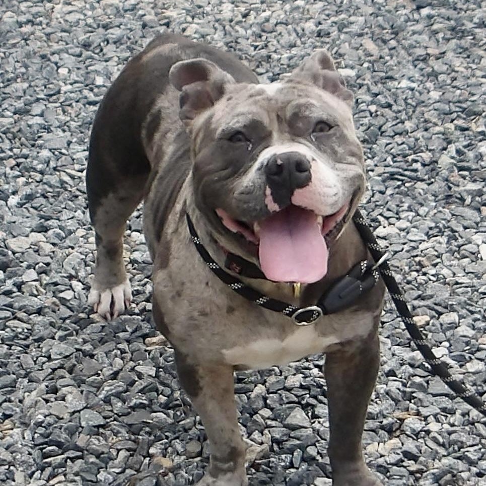 Bluey, a ADOPTABLE Pit Bull Terrier in Gloucester, VA image 3/3