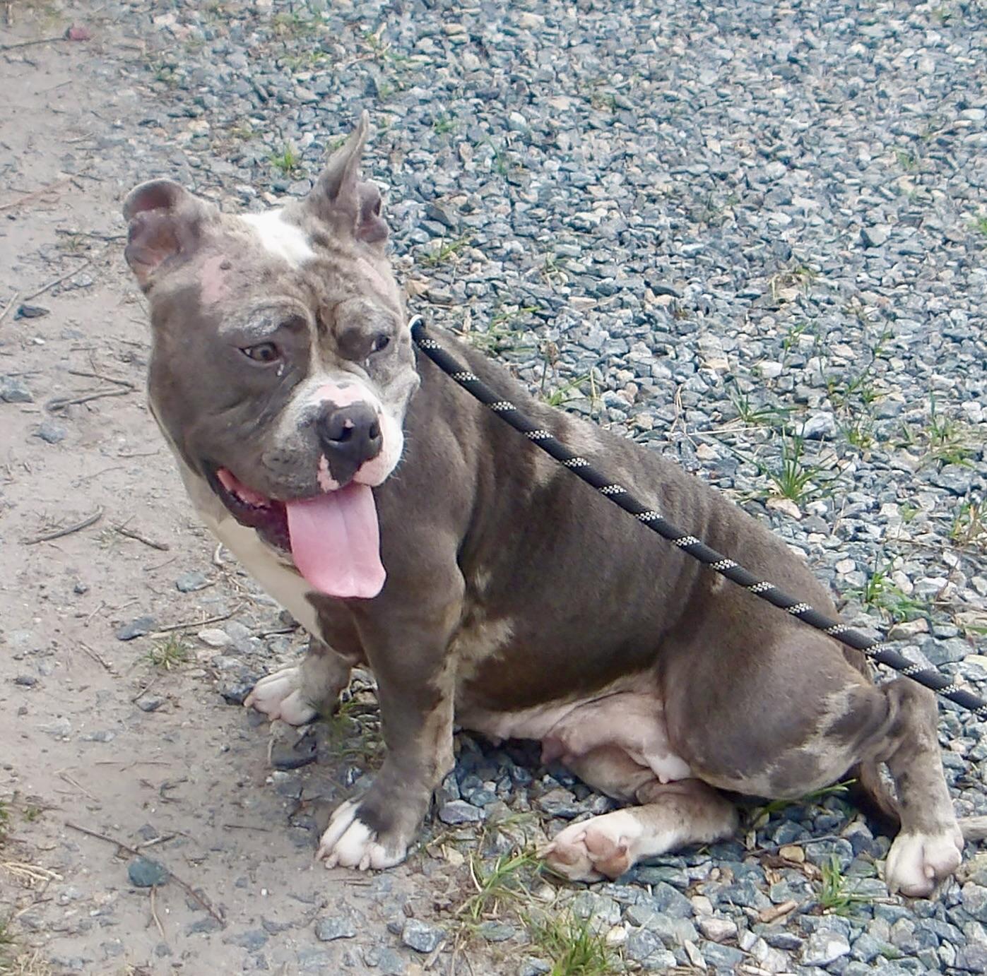 Bluey, a ADOPTABLE Pit Bull Terrier in Gloucester, VA image 2/3