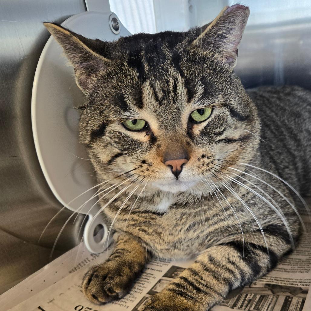 Titan, Adoptable, Adult Male Domestic Short Hair.