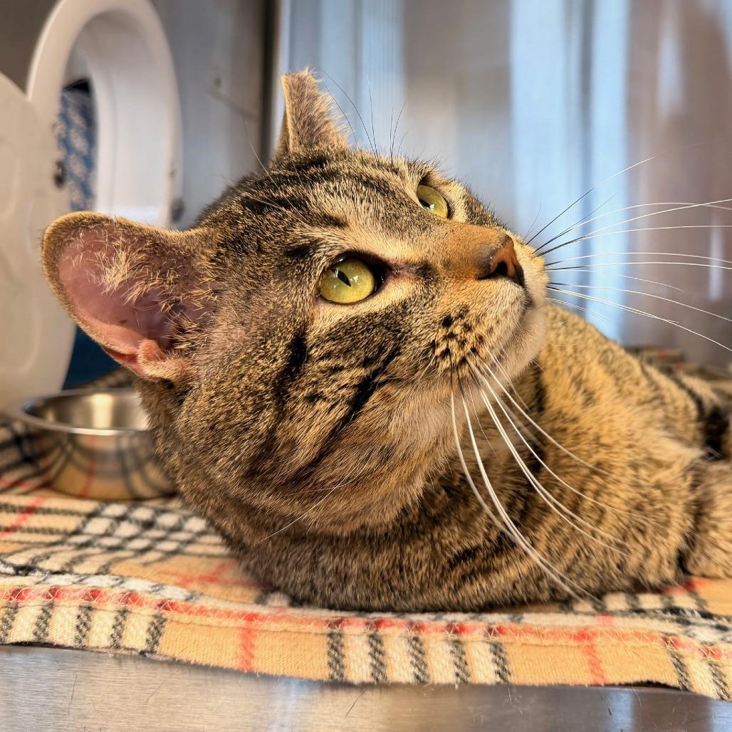 Titan — thumbnail 2