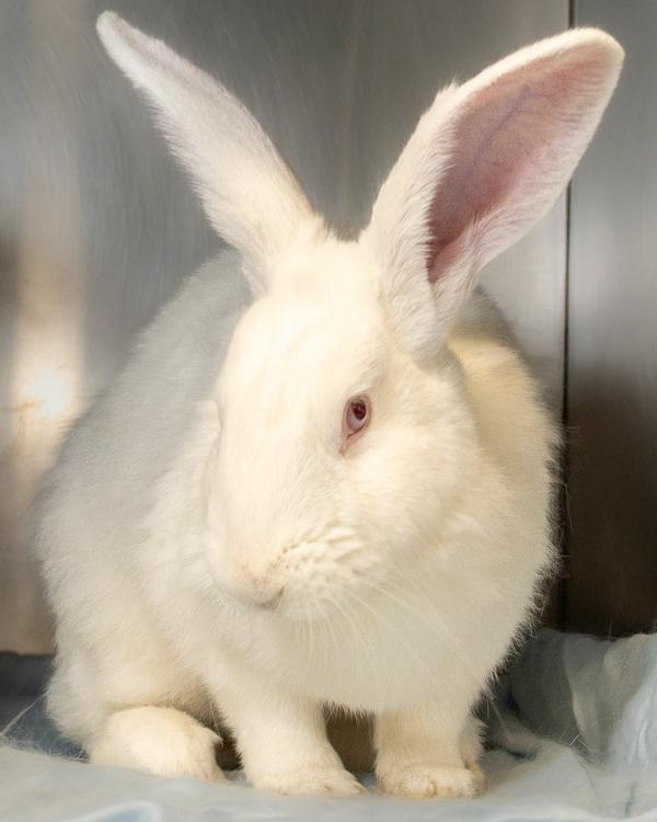 Tiny, Adoptable, Adult Male Bunny Rabbit.