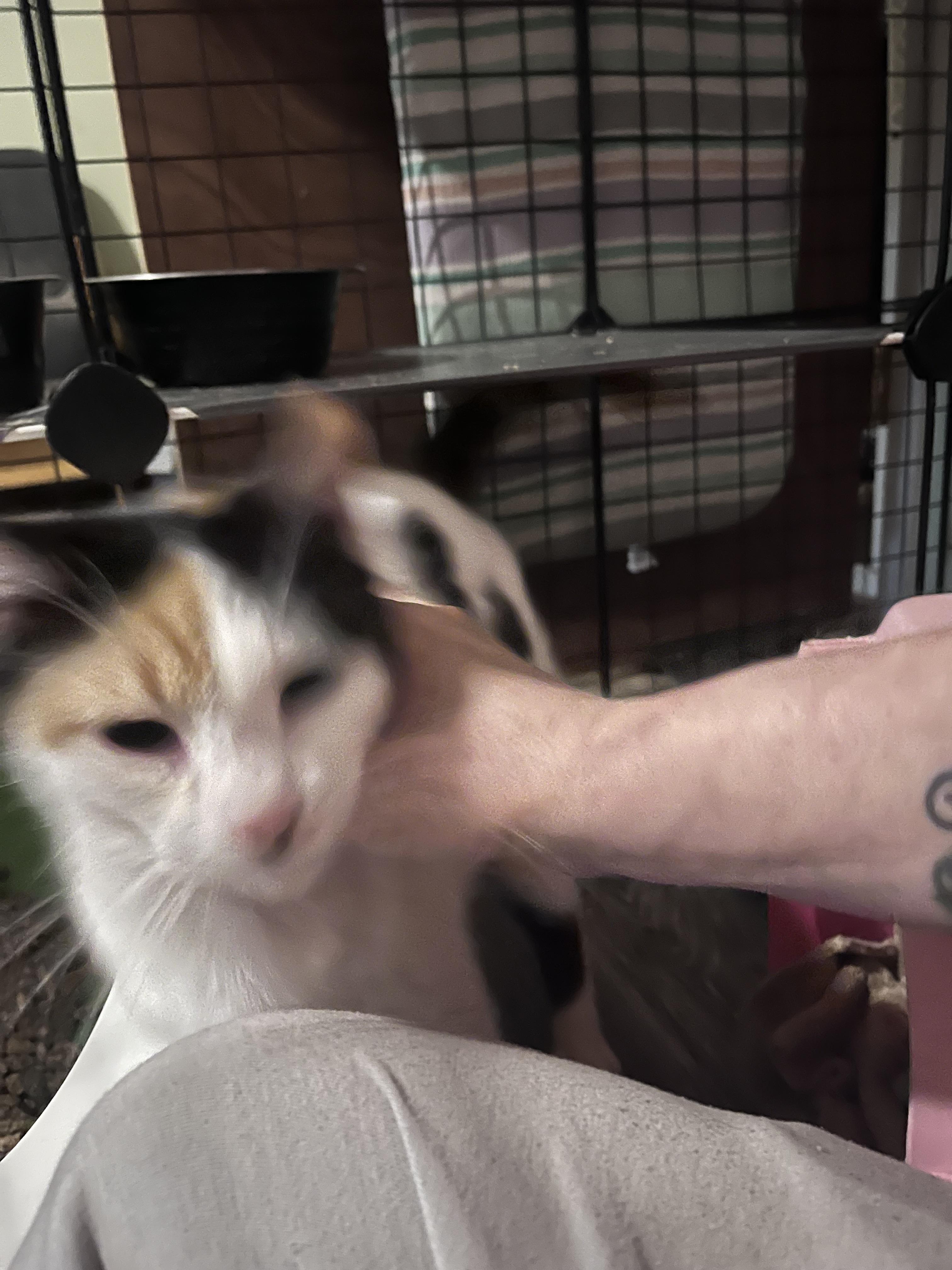 Enlarge Amelia, a ADOPTABLE Calico in Newark valley, NY image 5/6