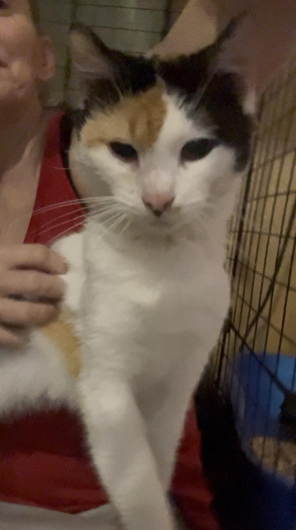 Amelia, ADOPTABLE, Kitten Female Calico.