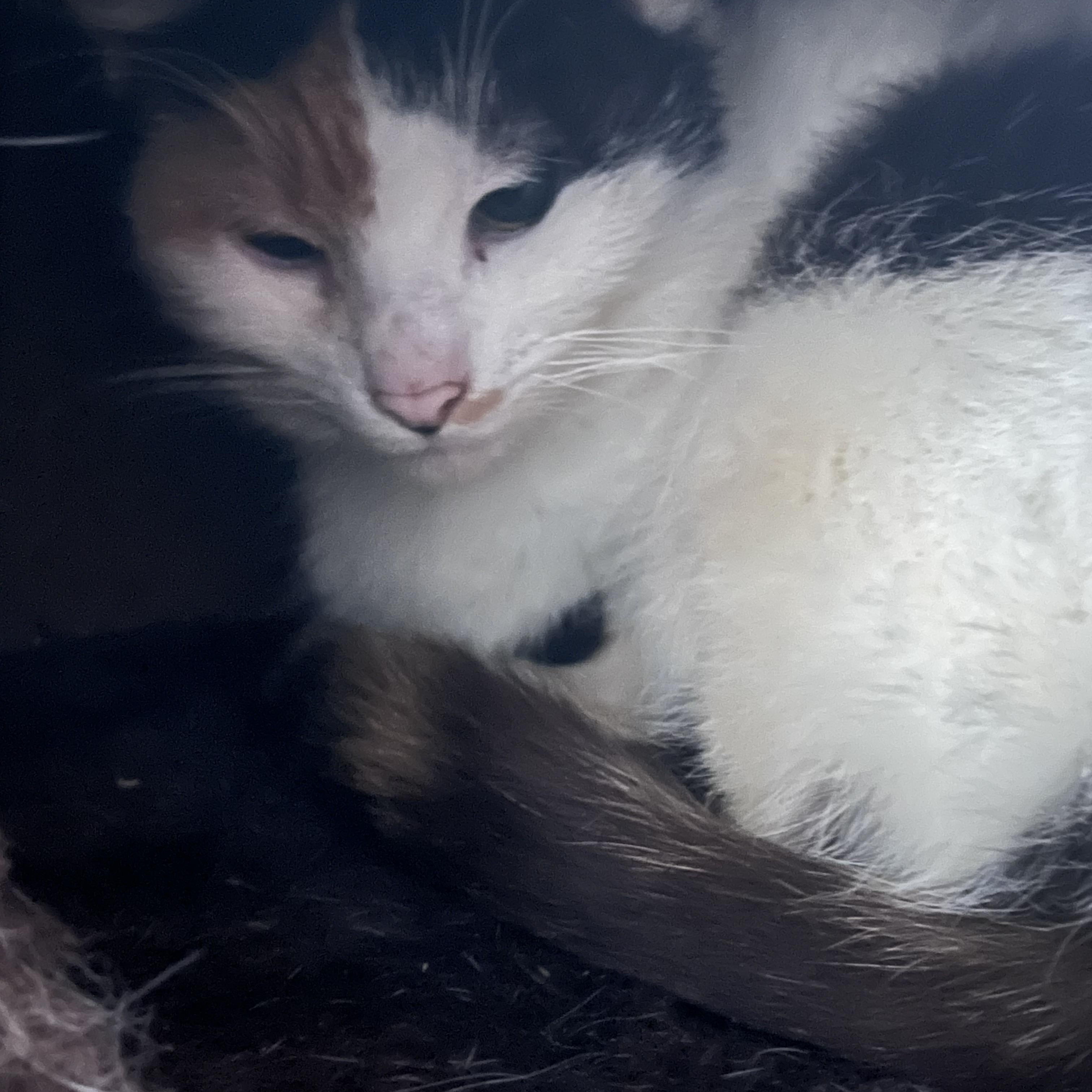 Enlarge Amelia, a ADOPTABLE Calico in Newark valley, NY image 2/6