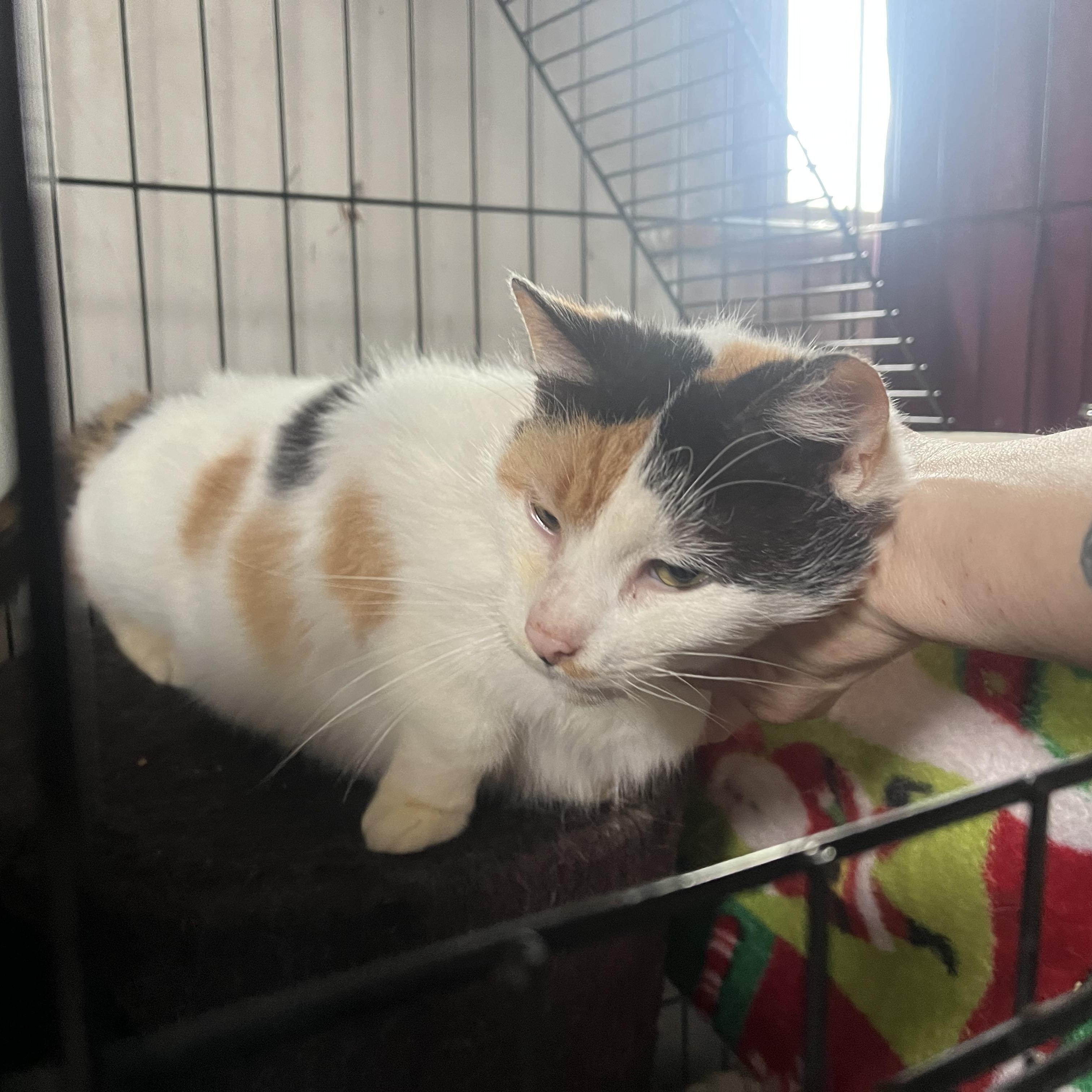 Enlarge Amelia, a ADOPTABLE Calico in Newark valley, NY image 4/6